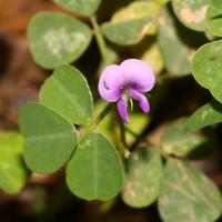 Grona triflora (L.) H.Ohashi & K.Ohashi